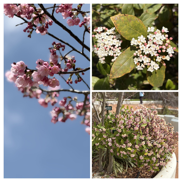 せいわの杜いずみの庭では、色とりどりの花々が咲きます