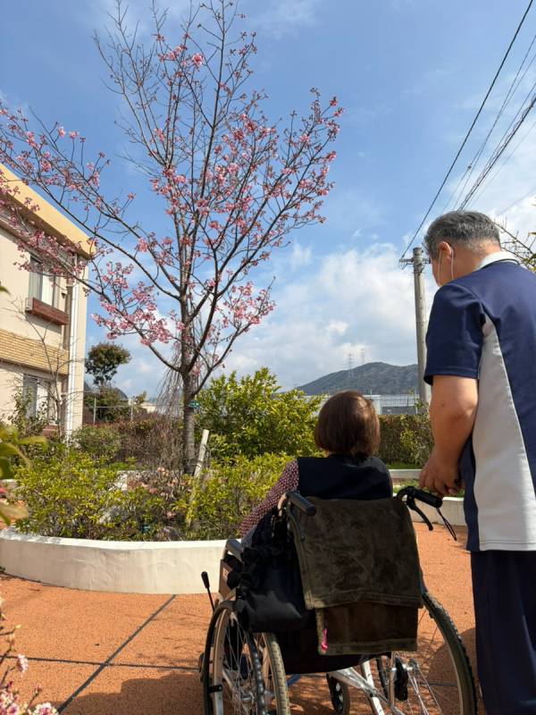 庭の中央では淡いピンク色の桜が見頃を迎えました