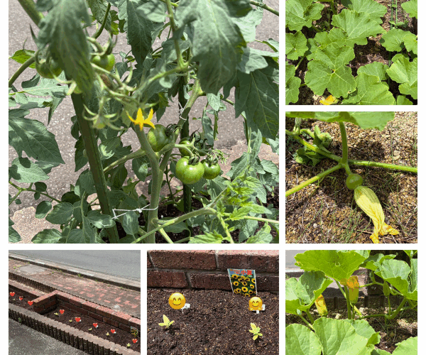 ミニひまわりと夏野菜の成長日記