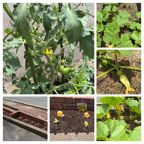 ミニひまわりと夏野菜の成長日記